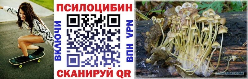 Галлюциногенные грибы Psilocybe  Новодвинск 